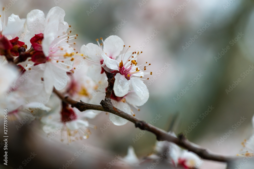 apricot flower spring nature close up macro awekening life