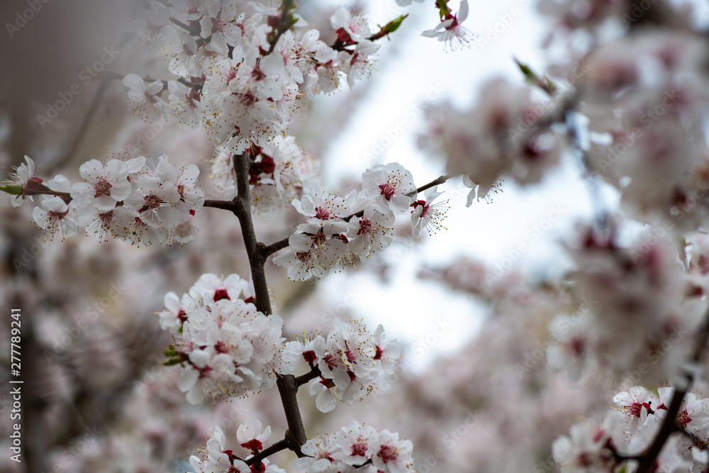 apricot flower spring nature close up macro awekening life