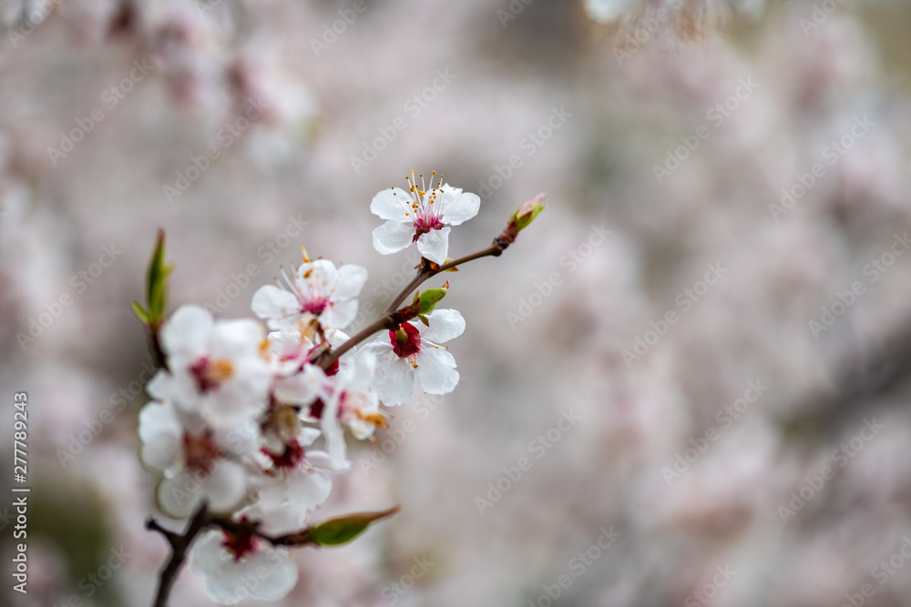 apricot flower spring nature close up macro awekening life apricot flower spring nature close up macro awekening life