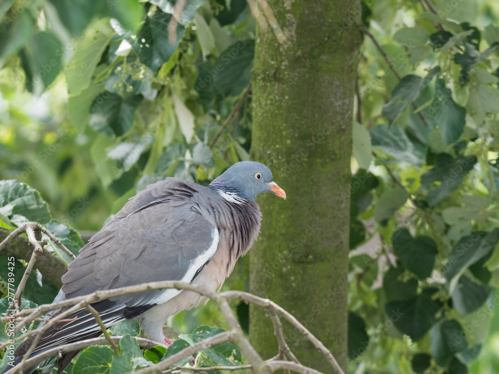 Close up common Wood pigeon Columba palumbus perched on linden tree branch between green leaves Close up common Wood pigeon Columba palumbus perched on linden tree branch between green leaves