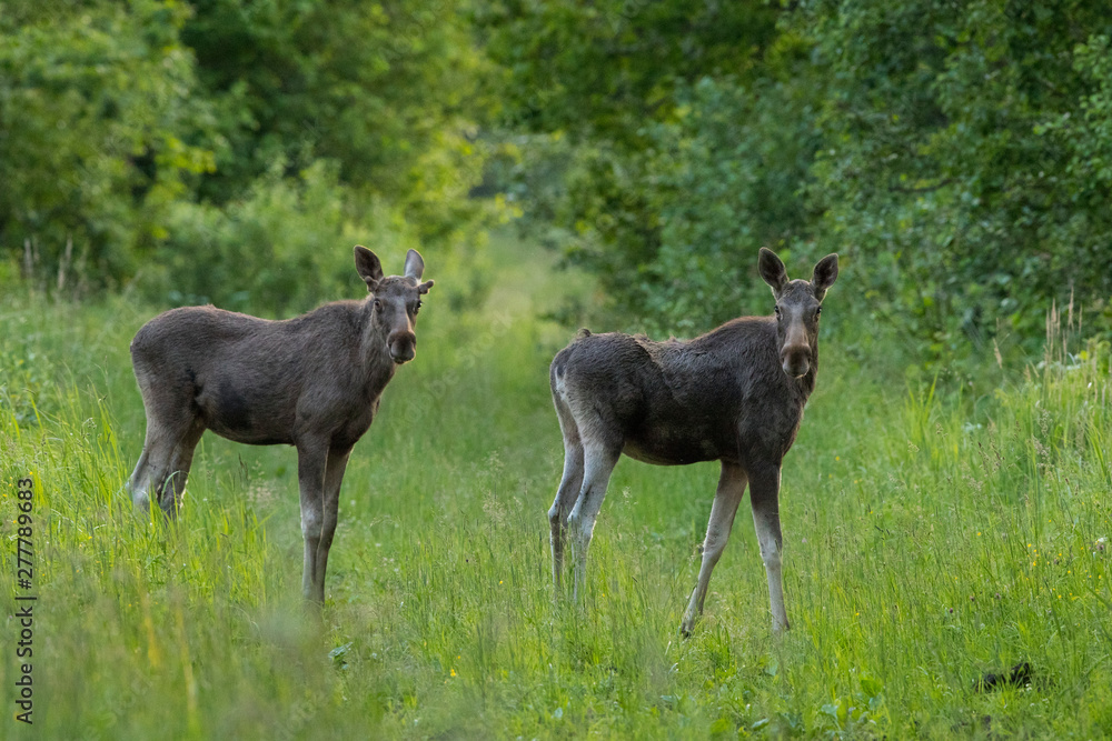Young moose bull (Alces alces) and young moose cow Young moose bull (Alces alces) and young moose cow