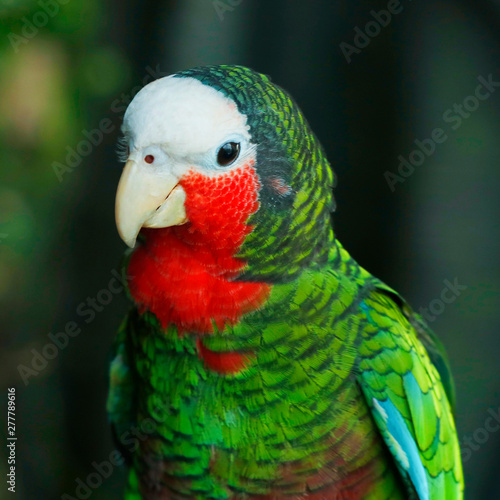 Carta da parati Pappagalli - Carta da parati rose-throated amazon parrot