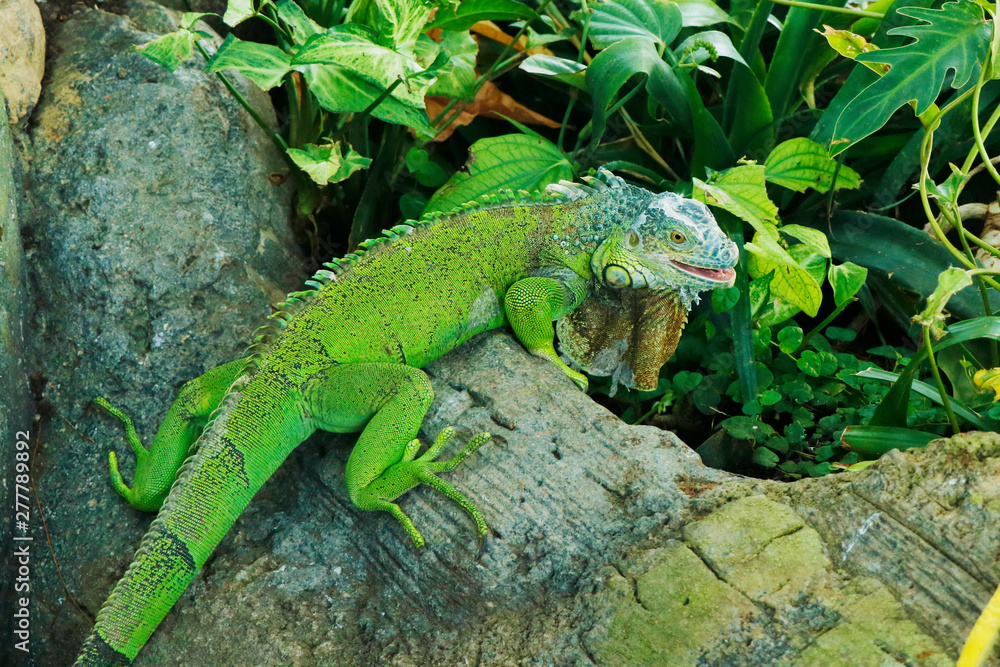 chinese water dragon lizard chinese water dragon lizard