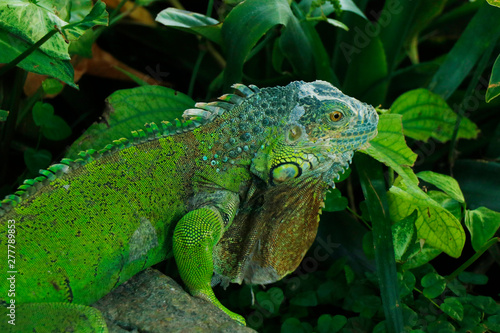 chinese water dragon lizard