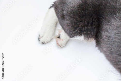 Puppy dog white paws isolated on white background. Pet care and animals concept. Dog foot leg overhead top view. Flat lay copy space