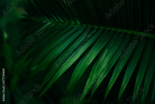 Plam leaves natural green pattern on dark background - Leaf beautiful in the tropical forest plant jungle