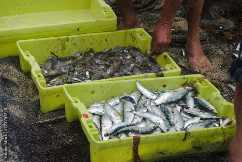 Pesca de arrasto, tradiconal portuguesa  photo
