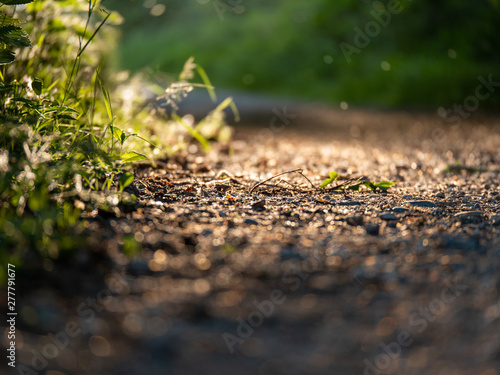 Image of forest ground with blurry background