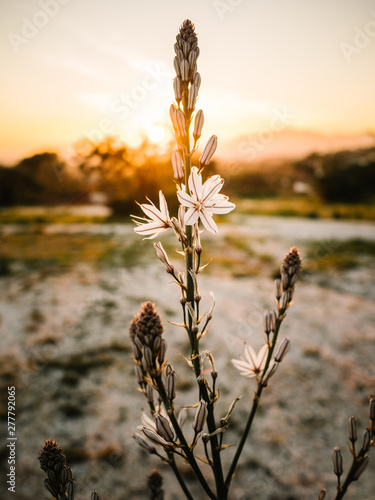 Bloomy flower of asphodel in picturesque terrain at beautiful sundown photo