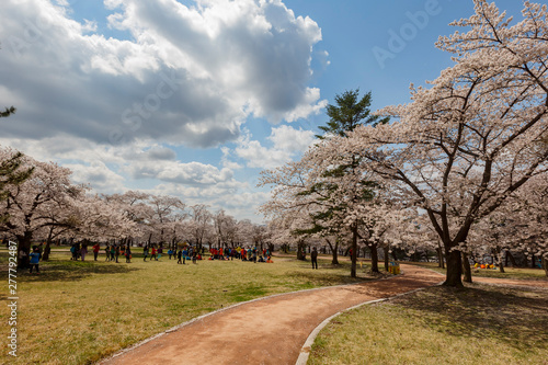 Beautiful cherry tree blossom around the famous Bulguksa temple