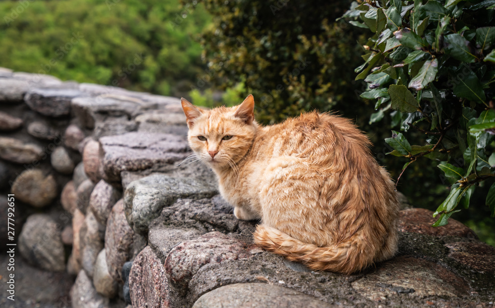 Portrait of a wet cute brown cat