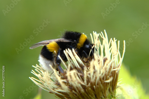 White-tailed bumblebee (Bombus lucorum) on a Siberian cabbage thistle (Cirsium oleraceum) white flower