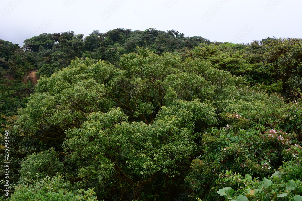 Jungle Rain Forrest Mountainous Green Mist Jungle Rain Forrest Mountainous Green Mist