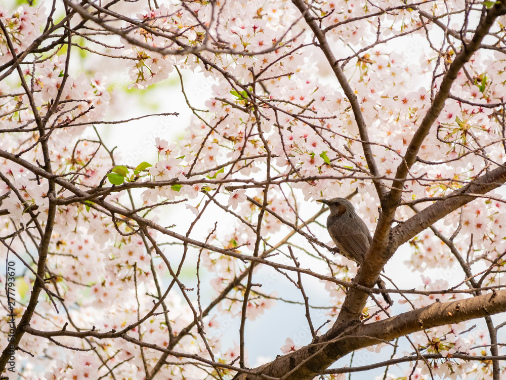 Brown-eared bulbul perched on a cherry blossom tree Brown-eared bulbul perched on a cherry blossom tree