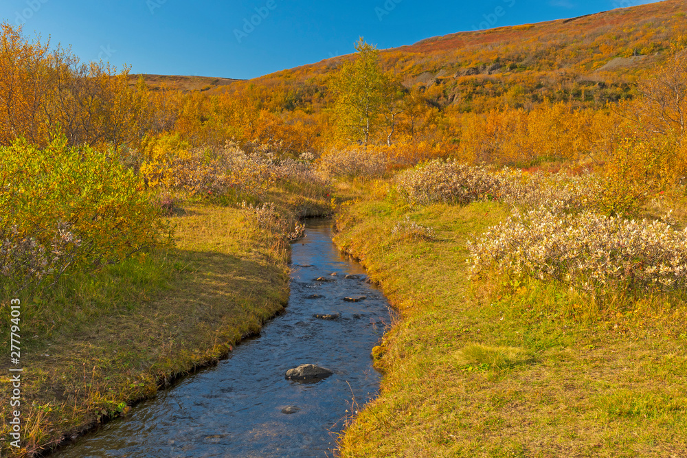 Fall along a stream in Northern Iceland