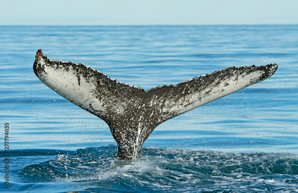 Fototapeta premium Distinctive Humpaback Whale Flukes on their way into the ocean
