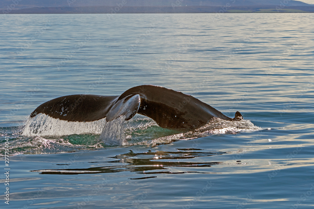 Fototapeta premium Water Plume as the Humpback Dives Down