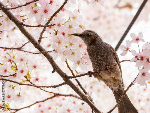 Brown-eared bulbul perched on a cherry blossom tree