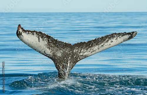 Distinctive Humpaback Whale Flukes on their way into the ocean