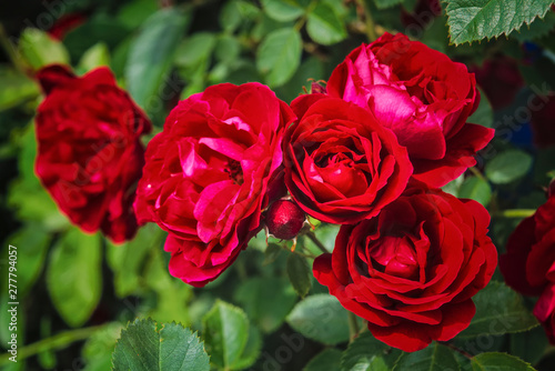Red Roses on a bush in a garden. Scarlet roses summer floral background.