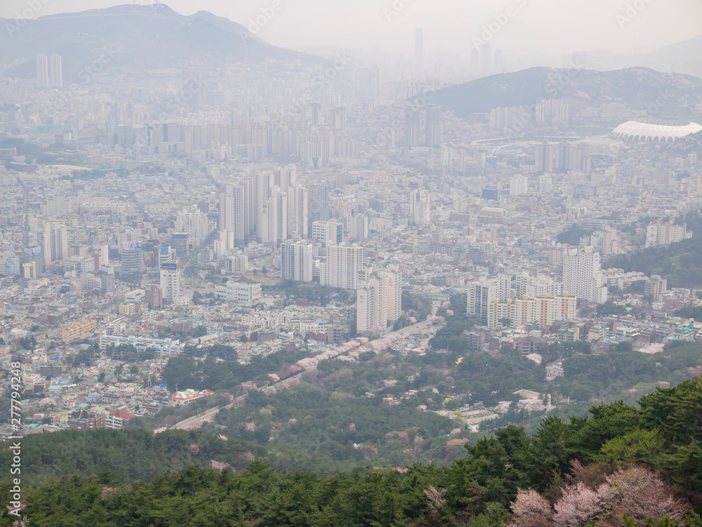 Fototapeta premium Aerial view of the Busan downtown cityscape with cherry tree blossom