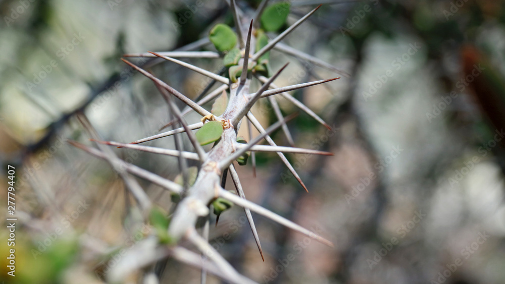 Thorns Thorns