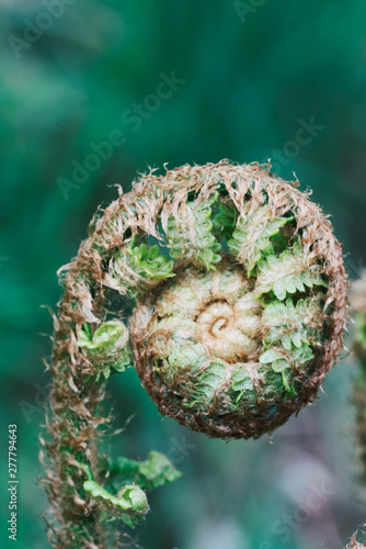 Closeup of furled fiddle head fern with tender leaves on blurred background photo