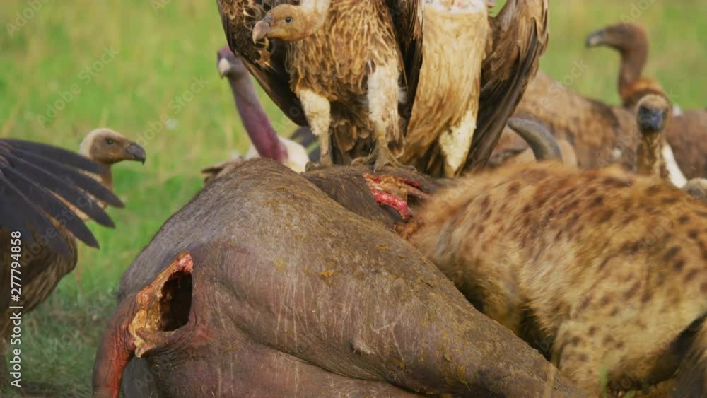 Ruppell's vltures eating a carcass in Maasai Mara Ruppell's vltures eating a carcass in Maasai Mara