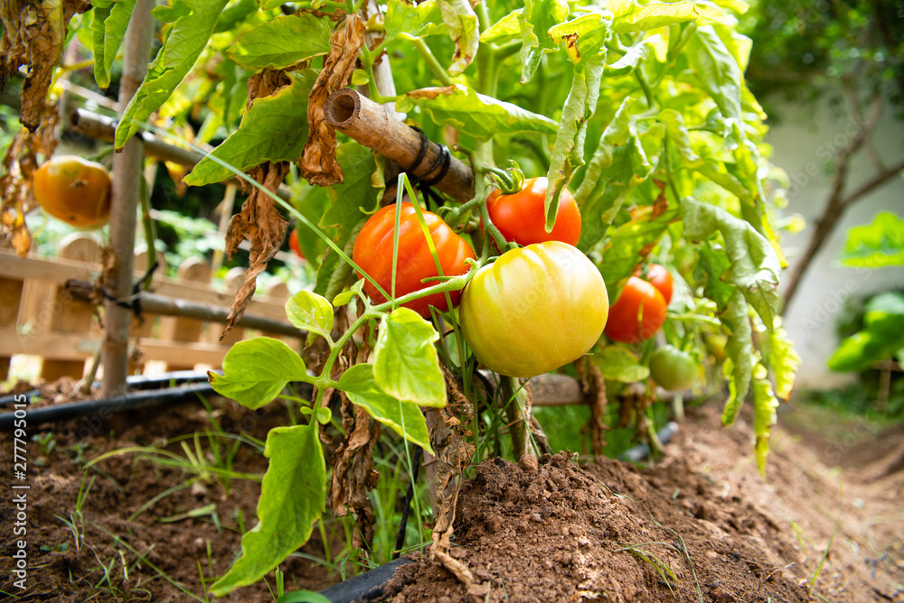 Vegetable garden with tomatoes ripening in the sun, red, loaded with vitamins and lycopene. Vegetable garden with tomatoes ripening in the sun, red, loaded with vitamins and lycopene.