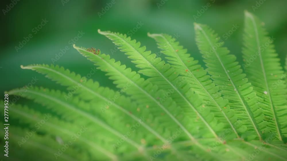 Forest fern with water reflection on the leaves. The reflection looks like electricity. Ubud, Bali, Indonesia Forest fern with water reflection on the leaves. The reflection looks like electricity. Ubud, Bali, Indonesia