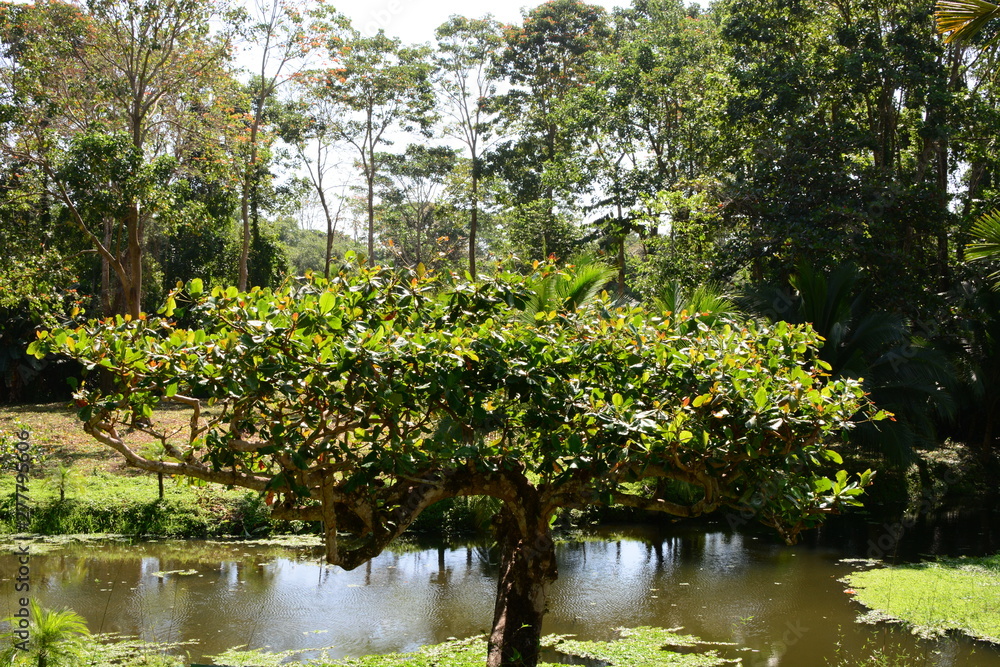 Jungle Swamp River Trees Rain Sunny Green Forest Jungle Swamp River Trees Rain Sunny Green Forest