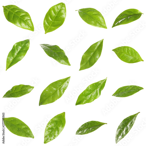 Set of fresh green coffee leaves on white background