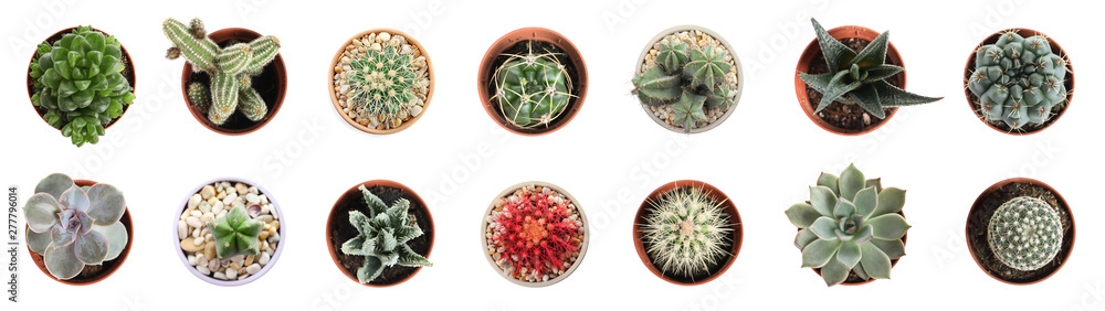 Beautiful cactus on white background Beautiful cactus on white background