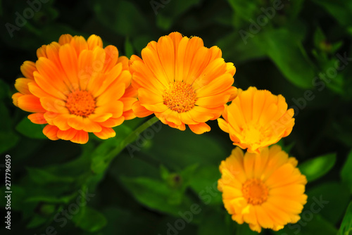 Bright summer background with growing flowers calendula, marigold. Calendula officinalis.