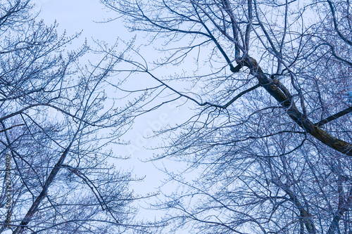 Texture of tree branches in winter 
