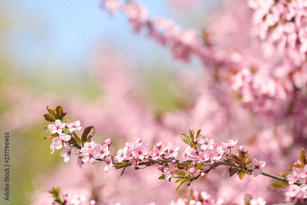 Branch of blossoming spring tree with tiny flowers on blurred background. Space for text Branch of blossoming spring tree with tiny flowers on blurred background. Space for text