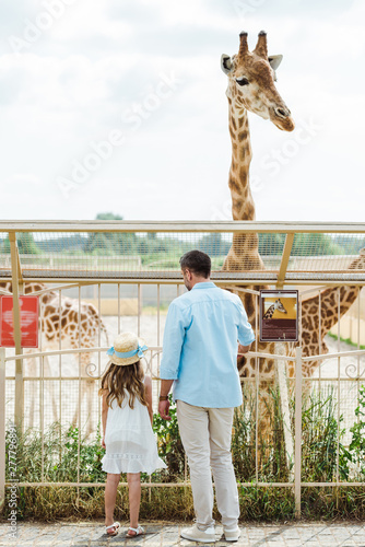 Photography back view of father and daughter standing near fence and giraffe in zoo