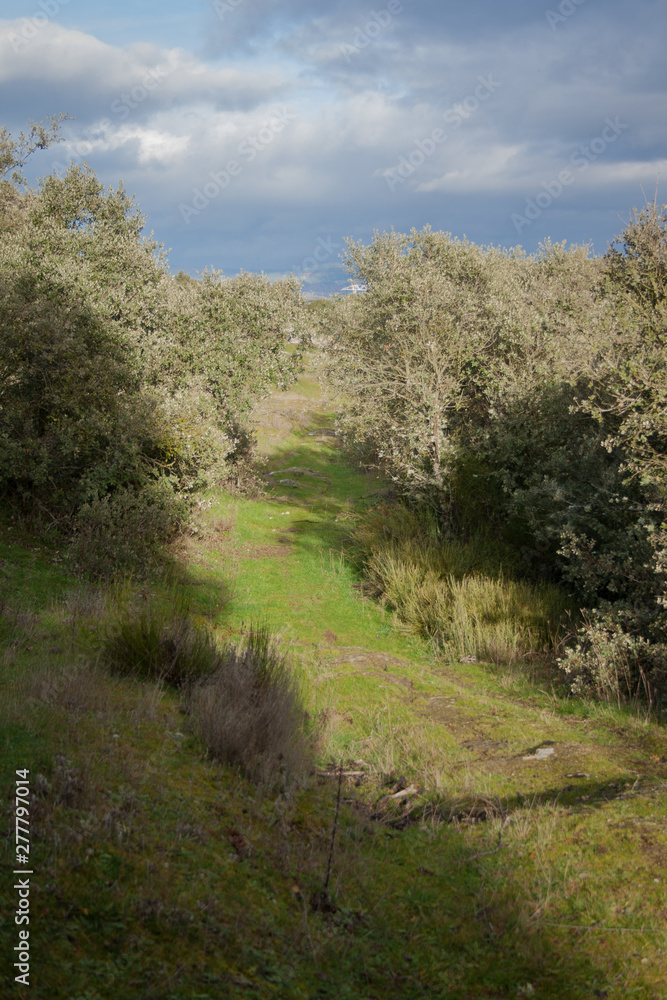 Natural path between trees with a cloudy sky background Natural path between trees with a cloudy sky background