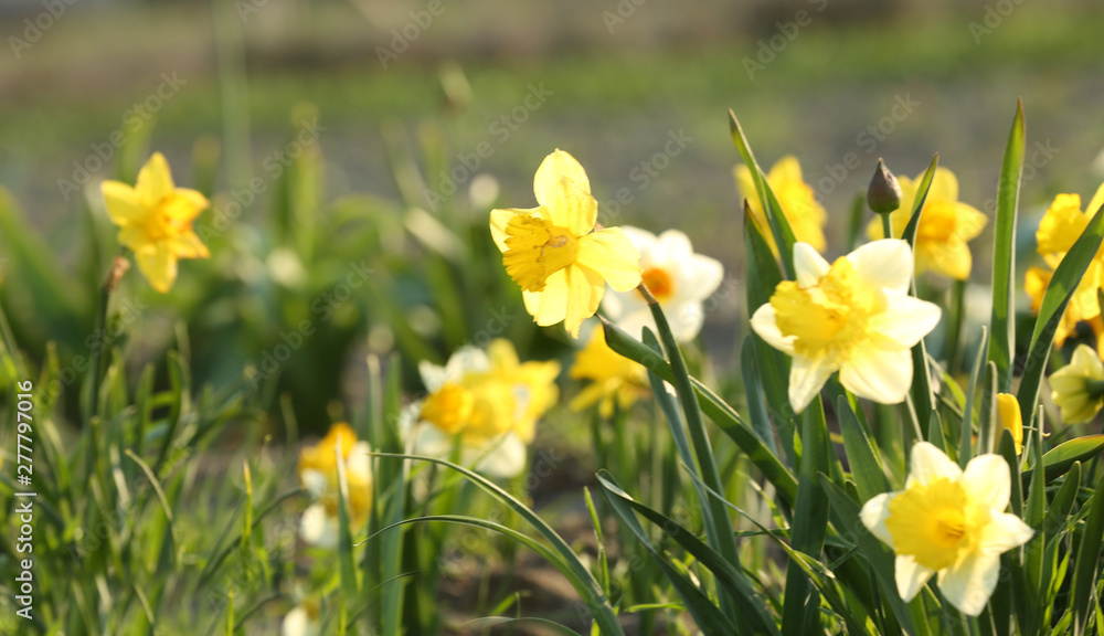 Field with fresh beautiful narcissus flowers on sunny day Field with fresh beautiful narcissus flowers on sunny day
