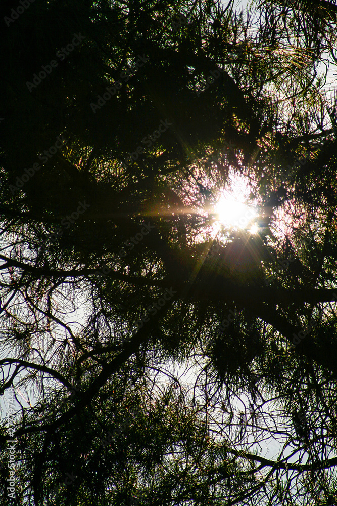 Obraz premium Sunlight through the branches of trees