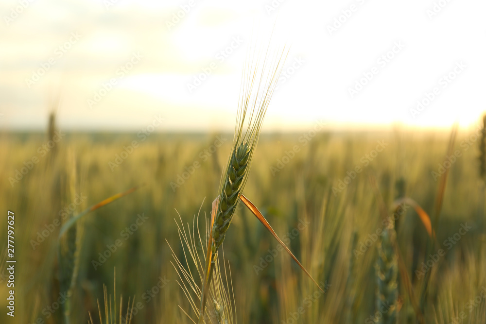 Wheat field at sunset, closeup. Amazing nature in summer - obrazy, fototapety, plakaty 