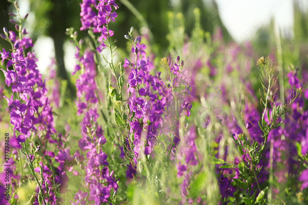 Fototapeta premium Beautiful wild flowers outdoors on sunny day. Amazing nature in summer