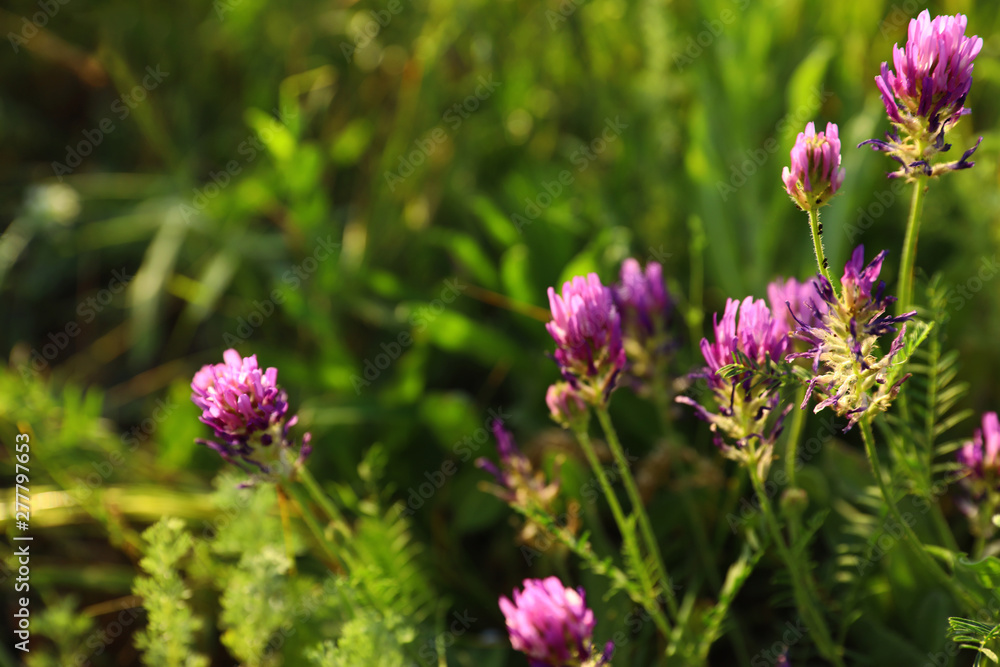 Beautiful wild flowers outdoors, space for text. Amazing nature in summer Beautiful wild flowers outdoors, space for text. Amazing nature in summer