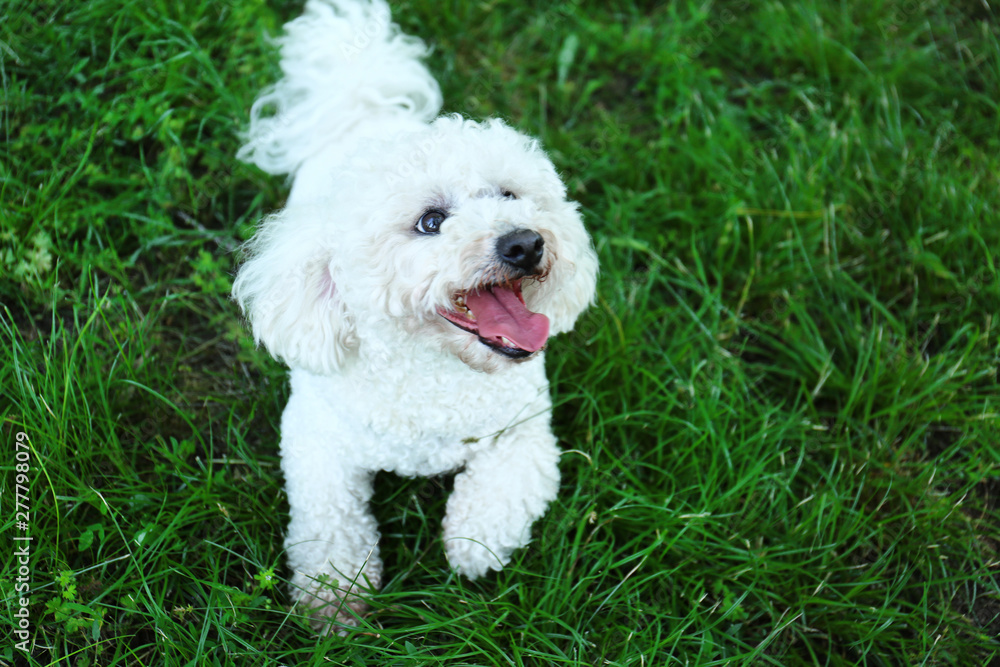 Cute fluffy Bichon Frise dog on green grass in park. Space for text