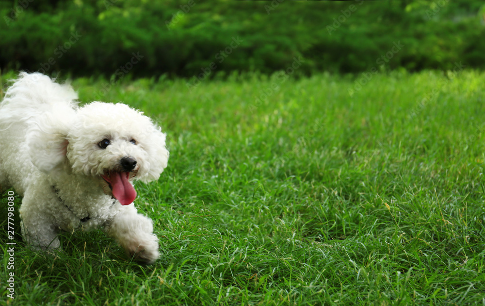 Cute fluffy Bichon Frise dog on green grass in park. Space for text Cute fluffy Bichon Frise dog on green grass in park. Space for text