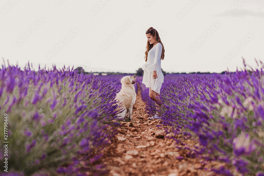 beautiful woman with her golden retriever dog in lavender fields at sunset. Pets outdoors and lifestyle. beautiful woman with her golden retriever dog in lavender fields at sunset. Pets outdoors and lifestyle.