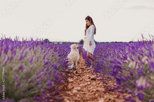 Fototapeta Naklejka Na Ścianę i Meble -  beautiful woman with her golden retriever dog in lavender fields at sunset. Pets outdoors and lifestyle.