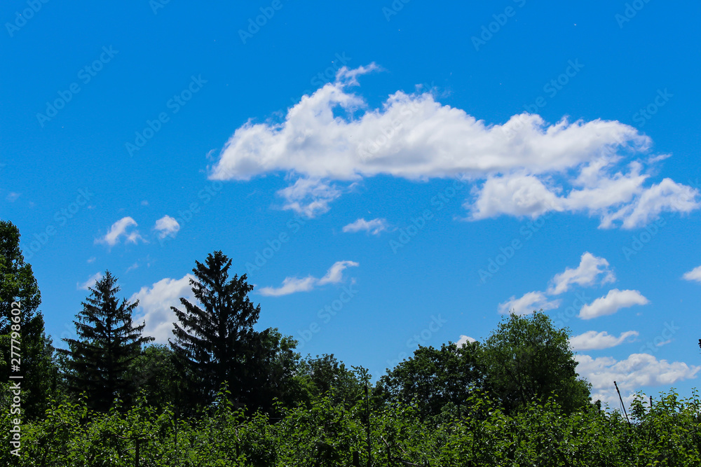 Green tree, blue sky and white cloud