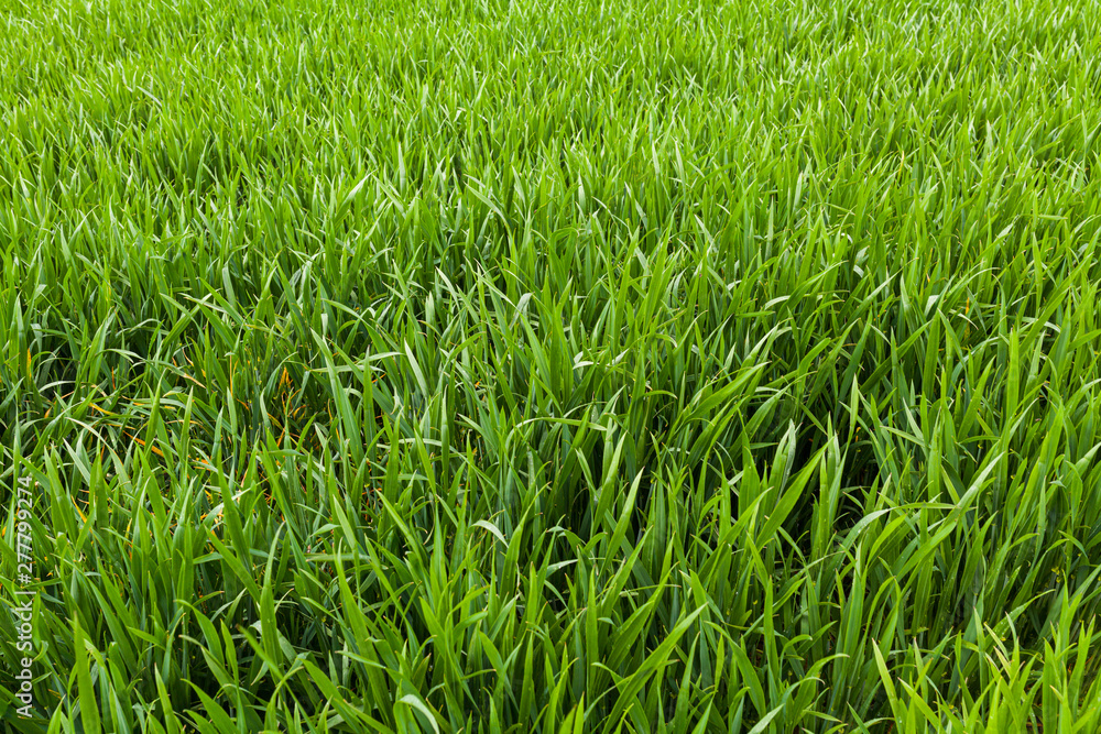 agriculture, wheat field, young wheat