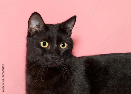 Close up portrait of a beautiful black cat with bright yellow eyes looking slightly to viewers right, along length of cats body. Pink background.